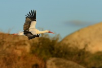 Cap bily - Ciconia ciconia - White Stork 2037